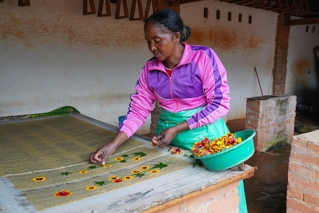 Antemoro-Papieratelier zur Herstellung von Blumenpapier, Ambalavao, Provinz Fianarantsoa, Region Ihorombe, Süd-Madagaskar, Afrika