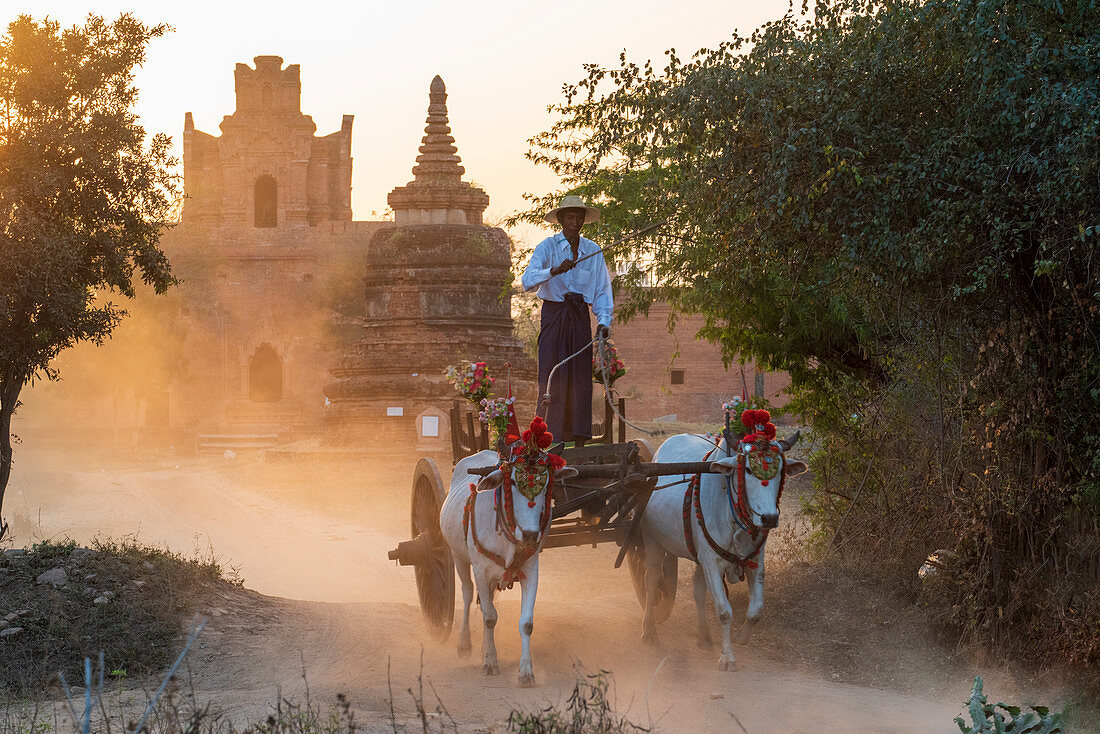 Bullocks and cart in dramatic evening light on a dusty road at Shwenanyindaw Monastic, Bagan (Pagan), Myanmar (Burma), Asia