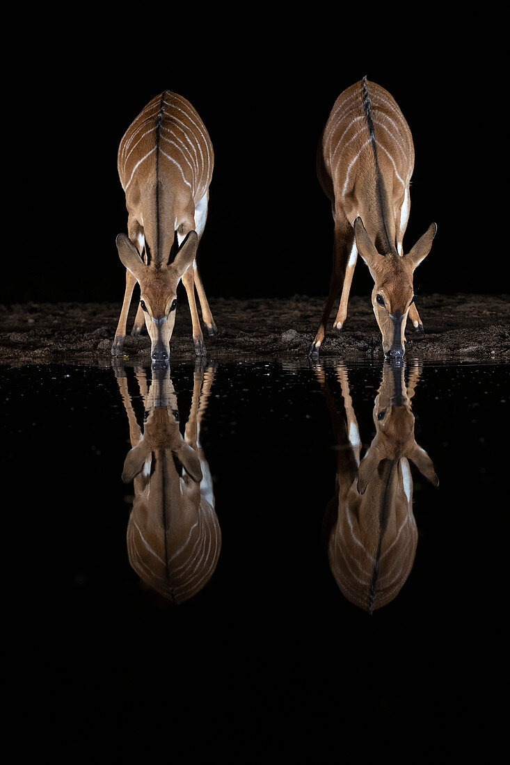 Nyala (Tragelaphus angasii) am Wasser in der Nacht, Zimanga privates Wildreservat, KwaZulu-Natal, Südafrika, Afrika
