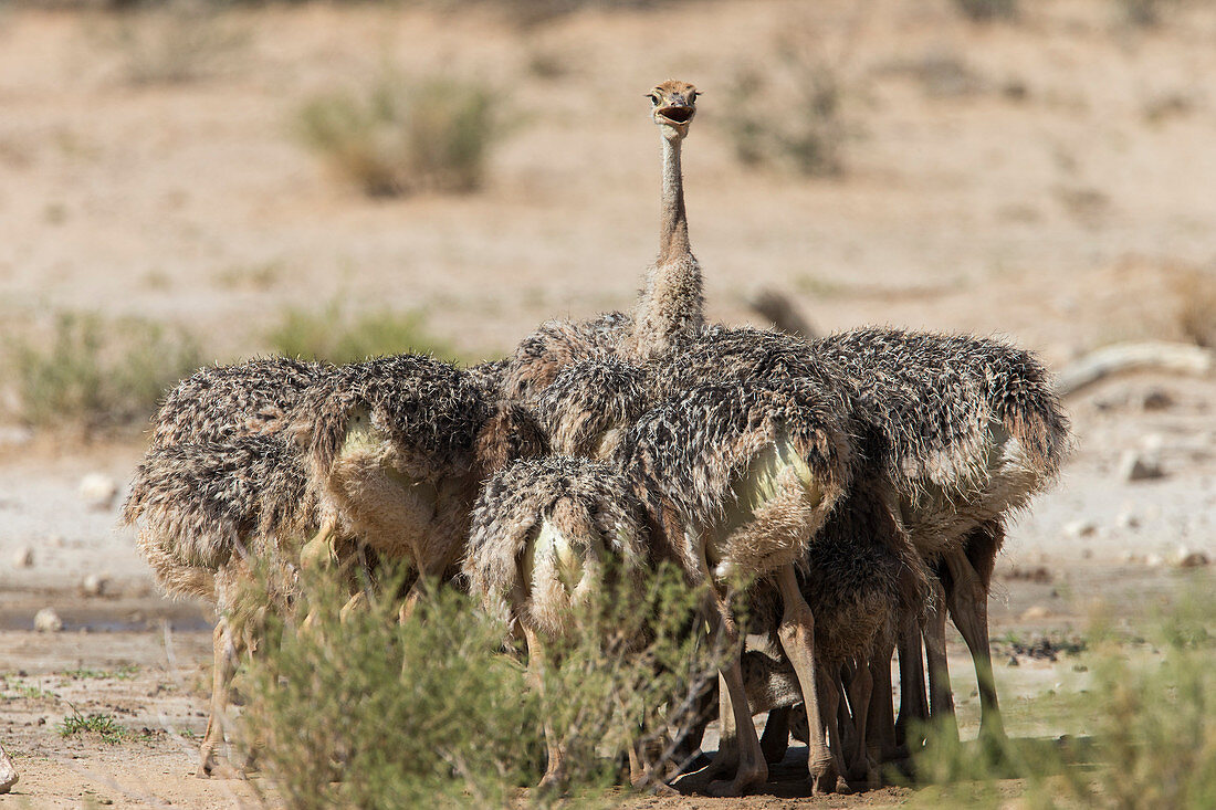 Straußenküken (Struthio camelus), Kgalagadi Transfrontier Park, Südafrika, Afrika