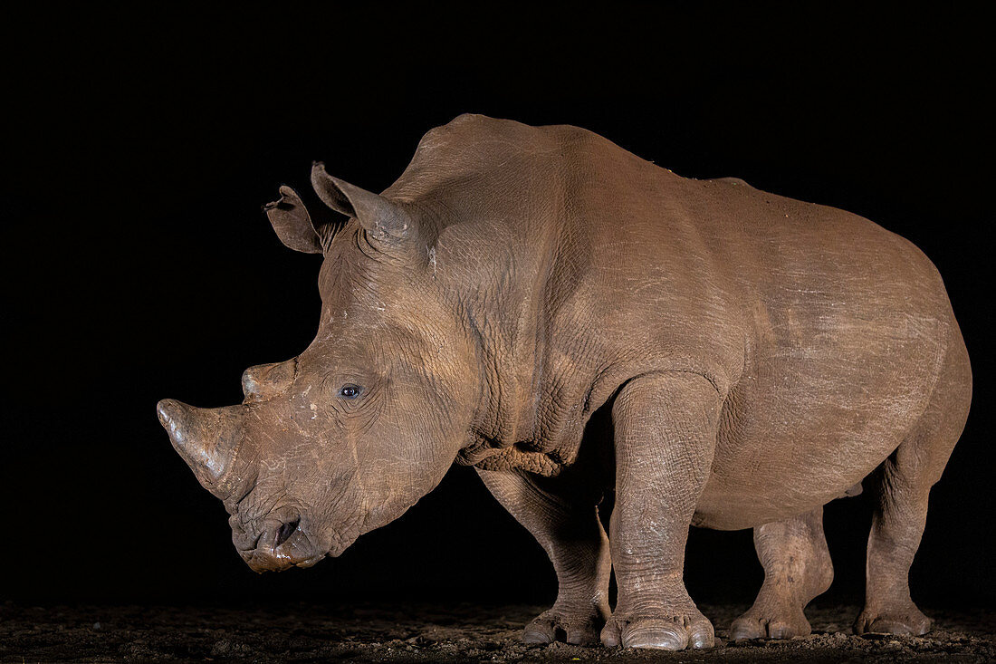 White rhino (Ceratotherium simum) at night, Zimanga private game reserve, KwaZulu-Natal, South Africa, Africa