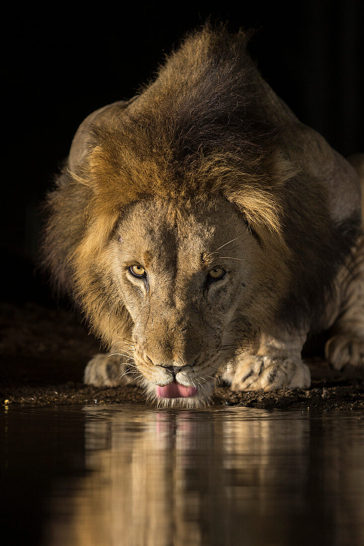 Lion (Panthera leo) drinking at night, Zimanga private game reserve, KwaZulu-Natal, South Africa, Africa