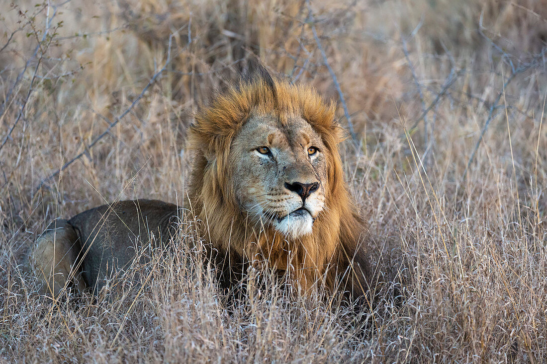 Löwe (Panthera Leo), privates Wildreservat Zimanga, KwaZulu-Natal, Südafrika, Afrika