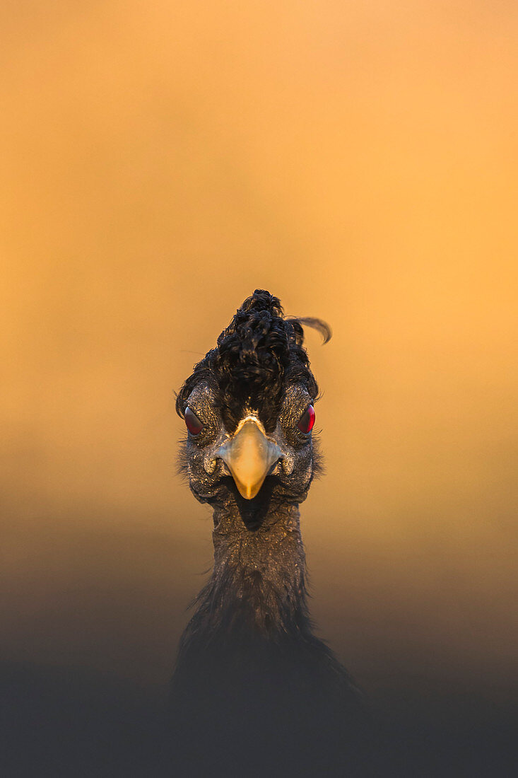 Perlhuhn mit Haube (Guttera pucherani), Wildreservat Zimanga, KwaZulu-Natal, Südafrika, Afrika