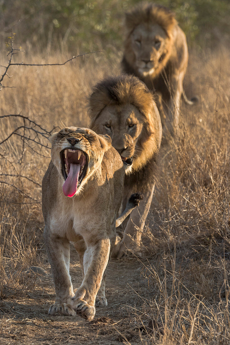 Löwe (Panthera Leo) Stolz in Bewegung, Zimanga privates Wildreservat, KwaZulu-Natal, Südafrika, Afrika