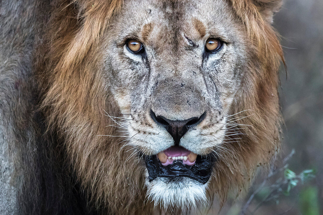 Löwe (Panthera Leo), privates Wildreservat Zimanga, KwaZulu-Natal, Südafrika, Afrika