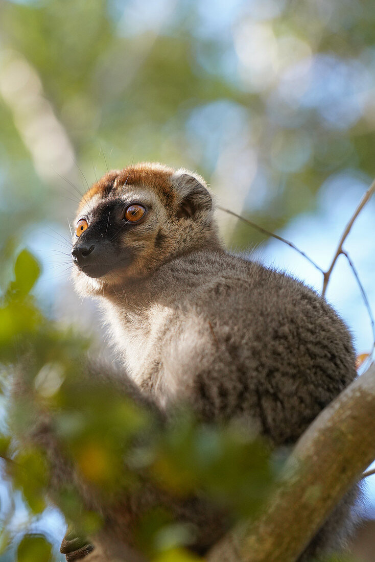 Red-fronted lemur (Eulemur rufifrons) male, Reserve Forestiere de Kirindy, Kirindy Forest, Western Madagascar, Africa