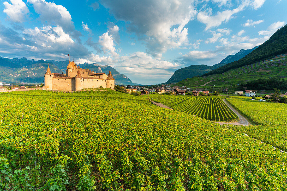 Schloss von Aigle in sanften Hügeln von Weinbergen, Kanton Waadt, Schweiz, Europa