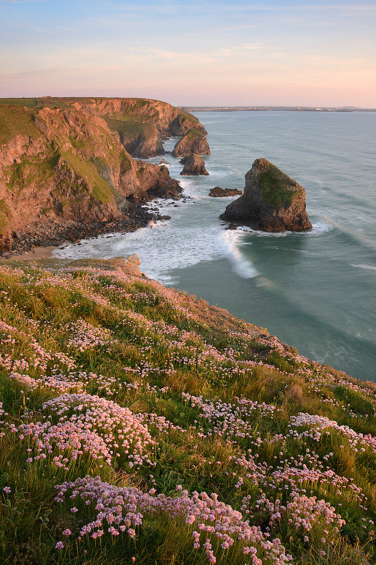 Sea Thrift wächst auf Klippen mit Blick auf Bedruthan Steps, Cornwall, England, Großbritannien, Europa