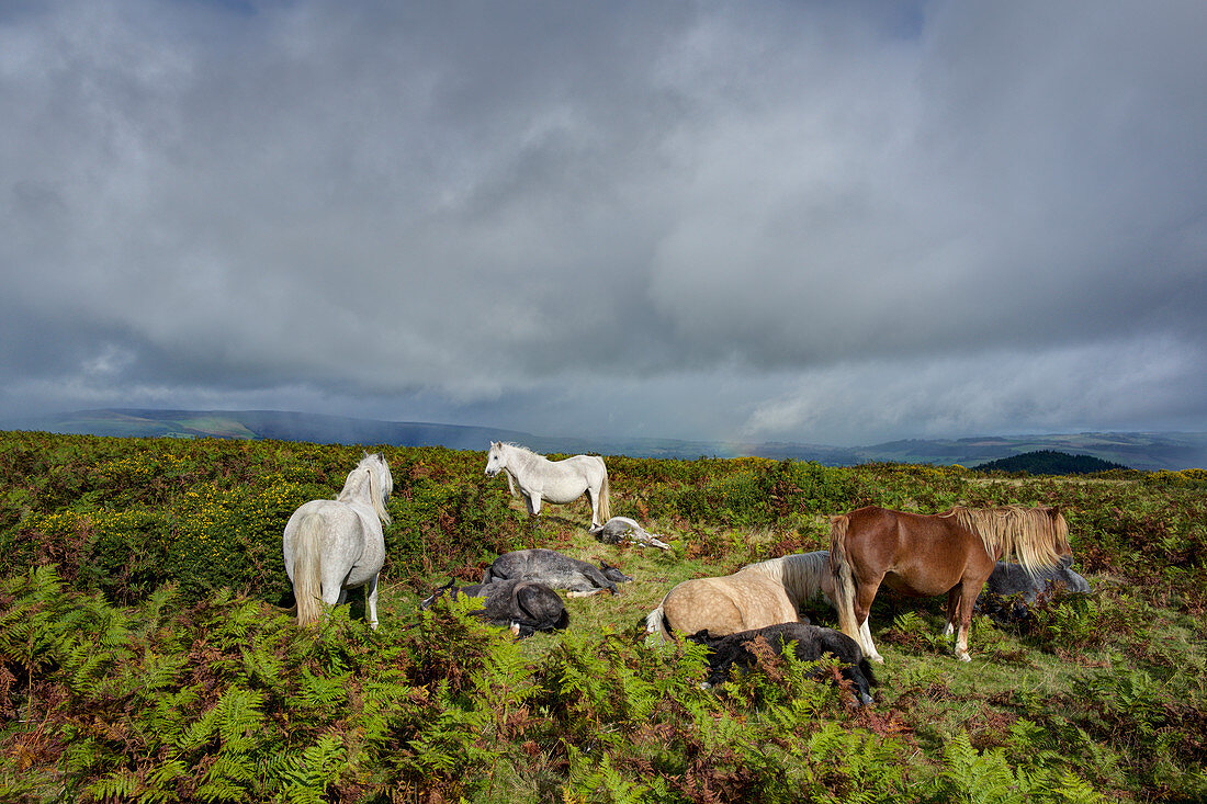 Horses by the Offa's Dyke path on Hergest Ridge, Herefordshire, England, United Kingdom, Europe