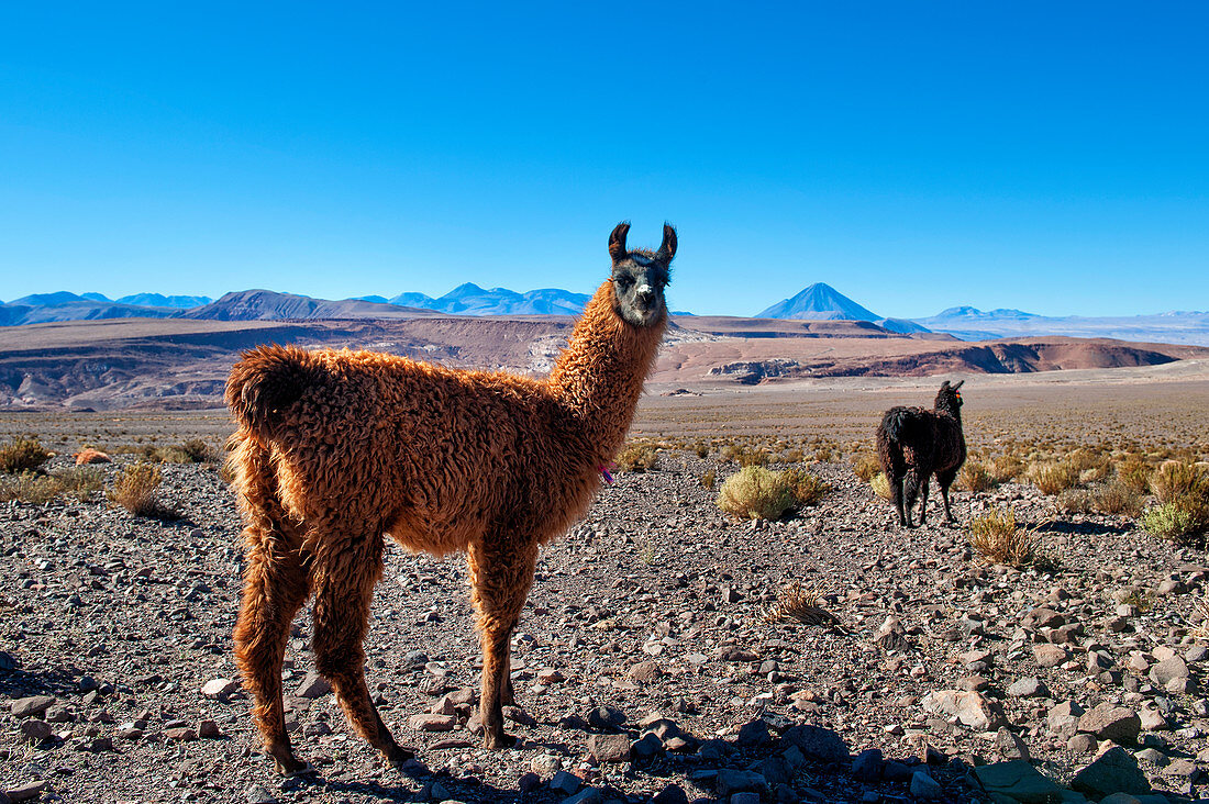 Guanaco (Lama guanicoe), Atacama desert, Chile, South America