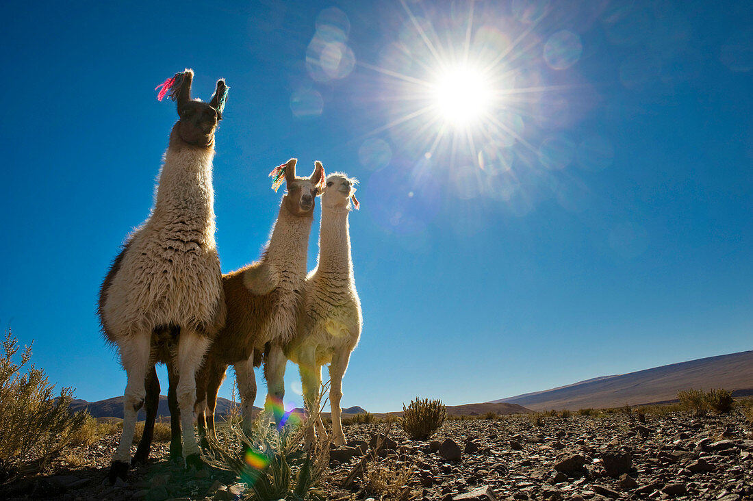 The llama (Lama glama), Atacama desert, Chile, South America