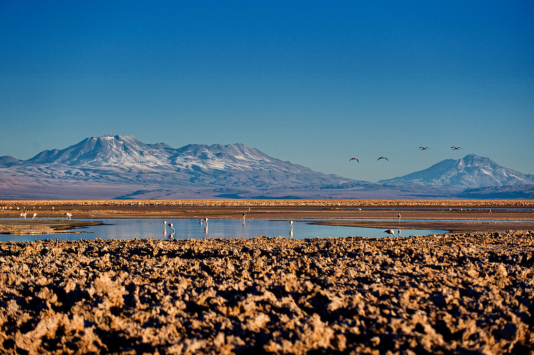 Flamingos in Salar de Atacama, Chile, South America