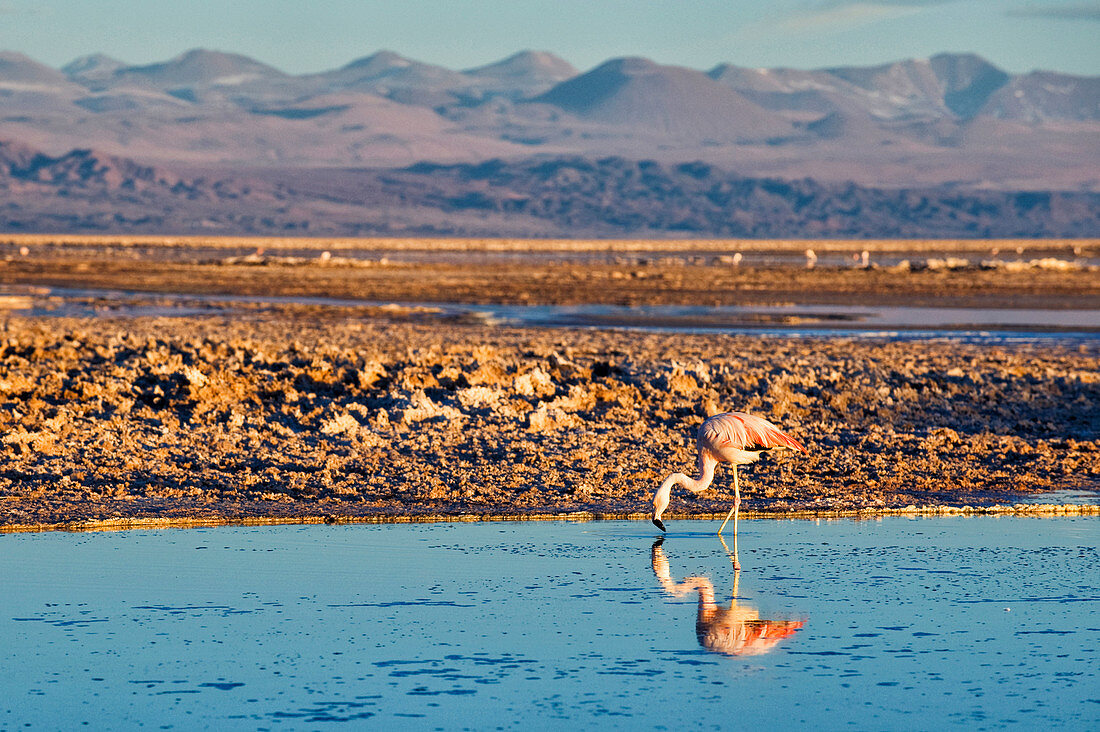 Flamingos in Salar de Atacama, Chile, South America