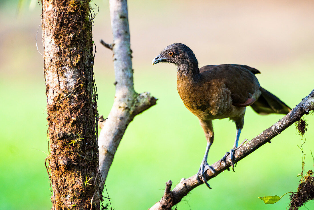 Gray-headed Chachalaca (Ortalis cinereiceps), Boca Tapada, Alajuela Province, Costa Rica, Central America