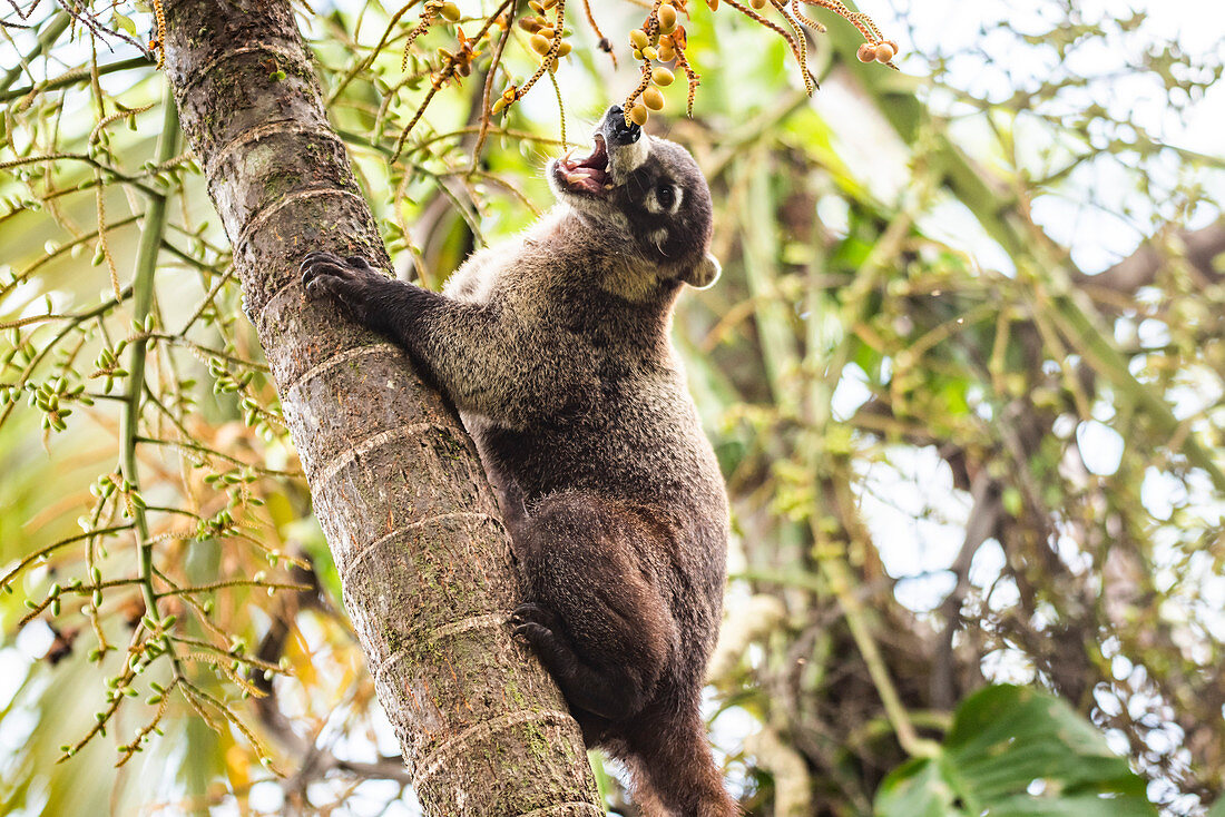 Nasenbär (Nasua Nasua) (Coatimundis), Boca Tapada, Provinz Alajuela, Costa Rica, Mittelamerika