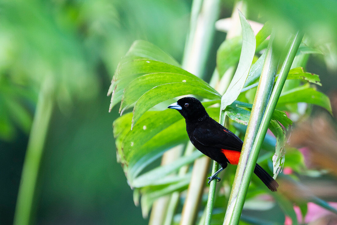 Scarlet-rumped Tanager (Ramphocelus passerinii), Boca Tapada, Alajuela Province, Costa Rica, Central America