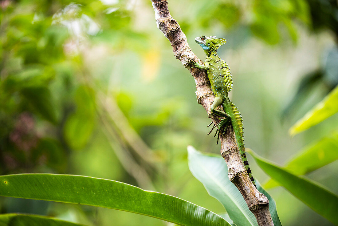 Grüne gefiederte Basilisk-Eidechse (Basiliscus plumifrons), Boca Tapada, Provinz Alajuela, Costa Rica, Mittelamerika