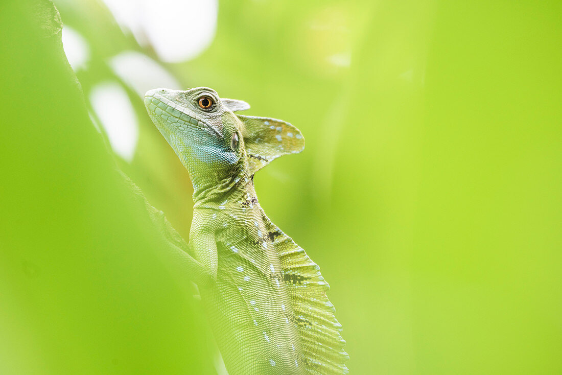 Green Plumed Basilisk Lizard (Basiliscus plumifrons), Boca Tapada, Alajuela Province, Costa Rica, Central America