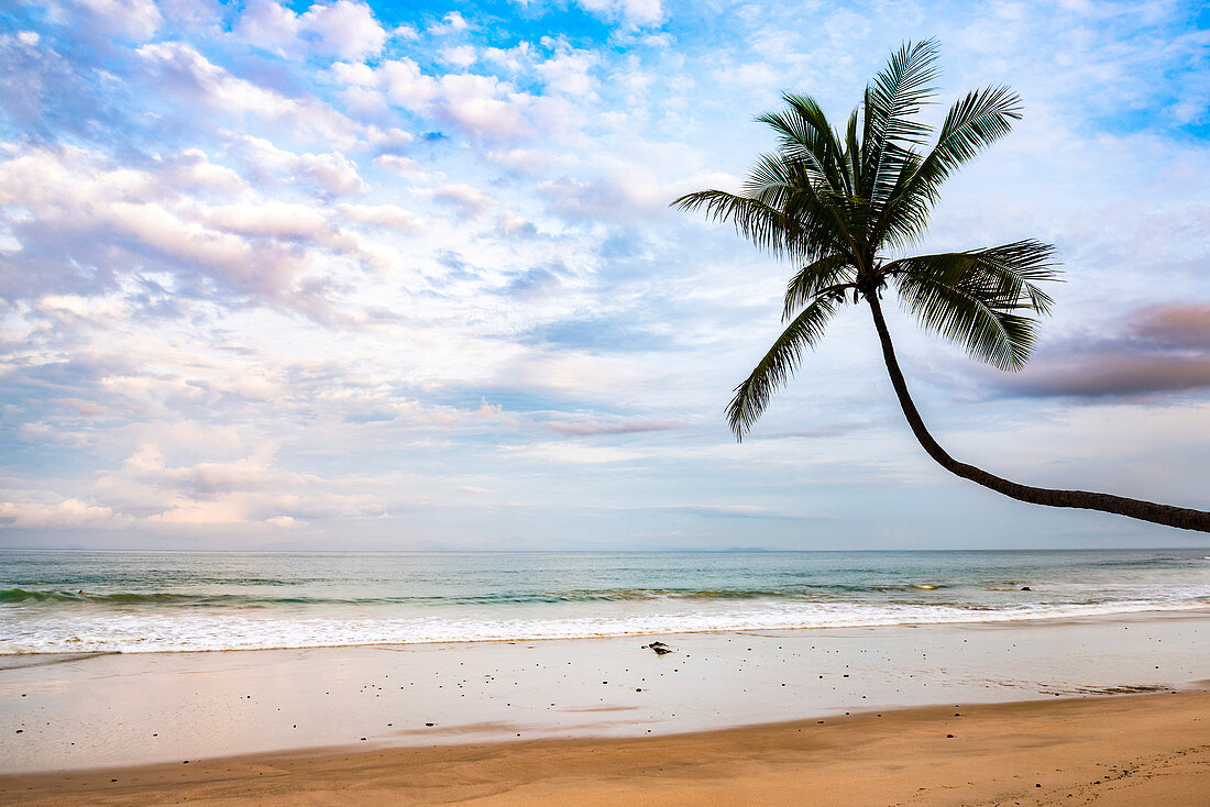 Palm tree at sunrise on Punta Leona Beach, Puntarenas Province, Pacific Coast of Costa Rica, Central America