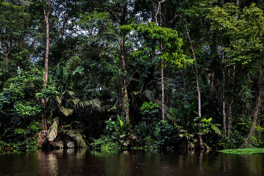 Tortuguero National Park, Limon Province, Costa Rica, Central America