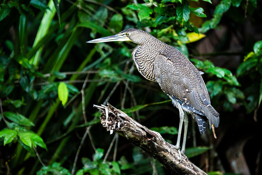 Bare-throated Tiger Heron (Tigrisoma Mexicanum), Tortuguero National Park, Limon Province, Costa Rica, Central America