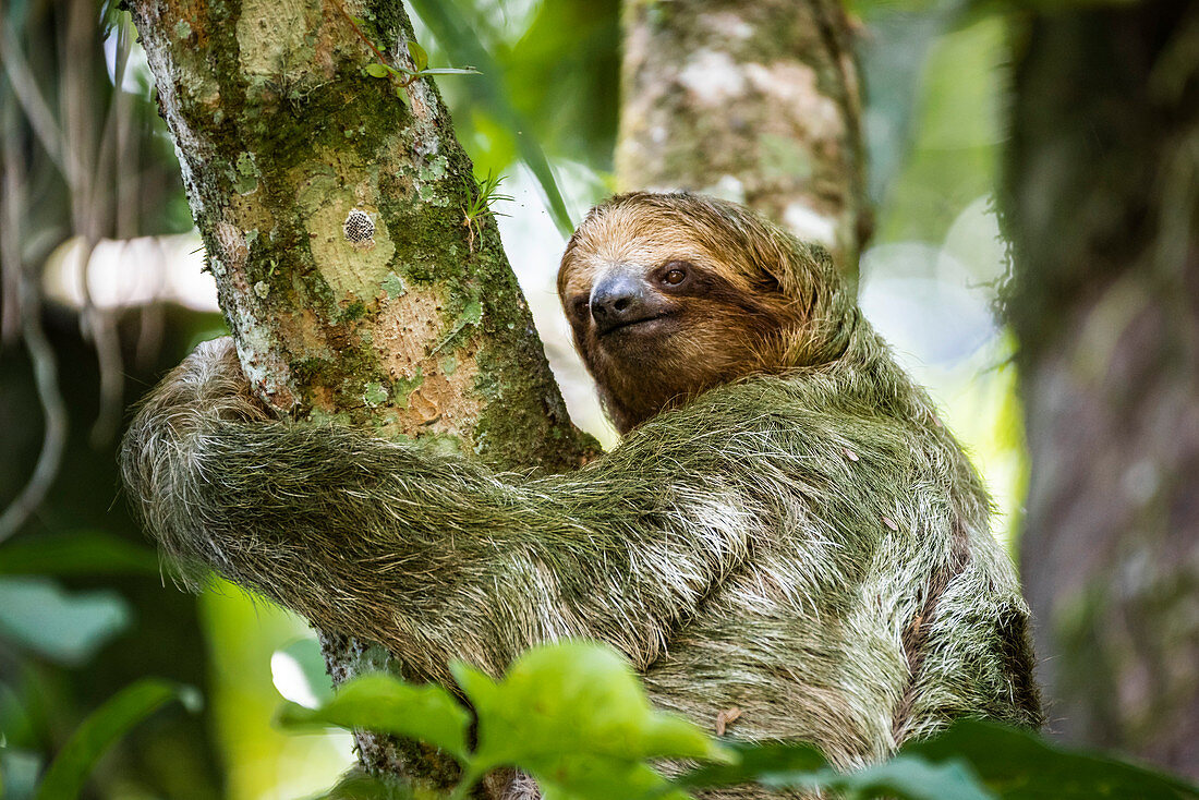 Brown-throated three-toed Sloth (Bradypus variegatus), Tortuguero National Park, Limon Province, Costa Rica, Central America