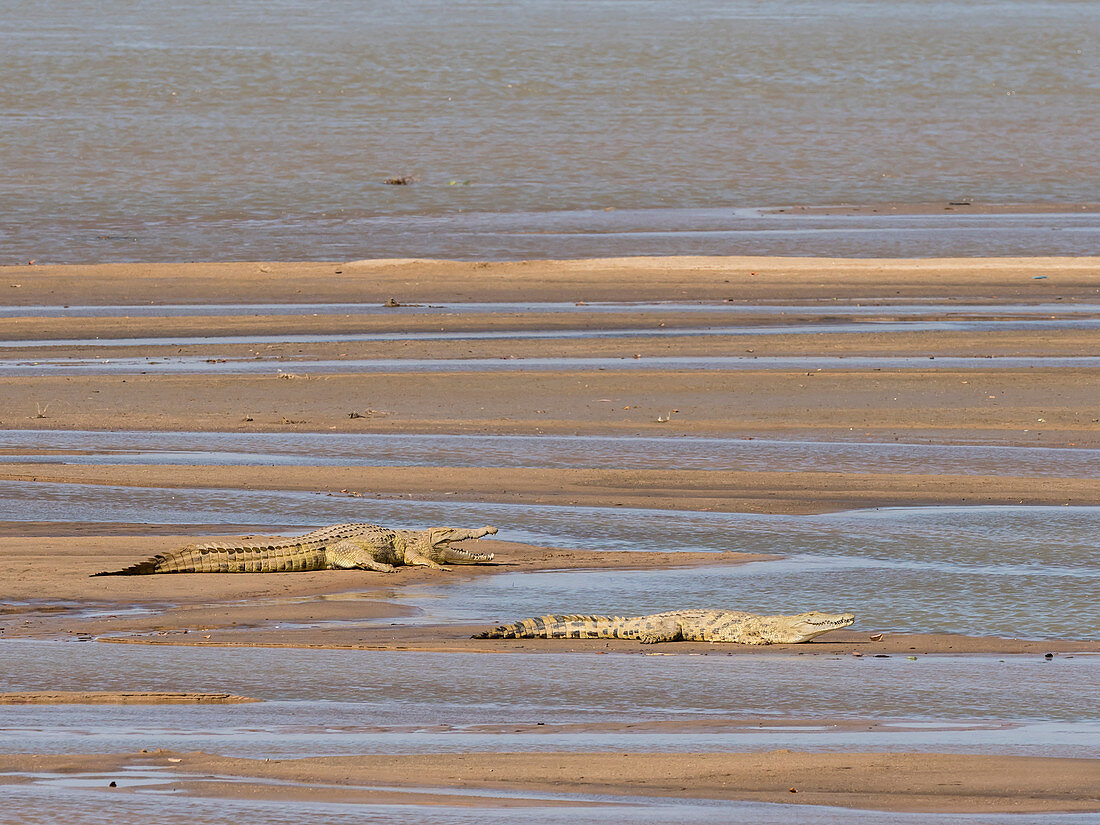 Adult Nile crocodiles (Crocodylus niloticus) basking in the sun in South Luangwa National Park, Zambia, Africa
