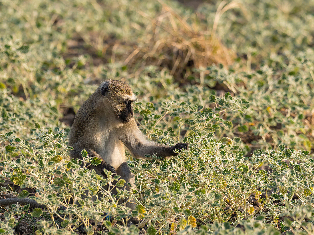 Ein erwachsener Zwergaffe (Chlorocebus pygerythrus), South Luangwa National Park, Sambia, Afrika