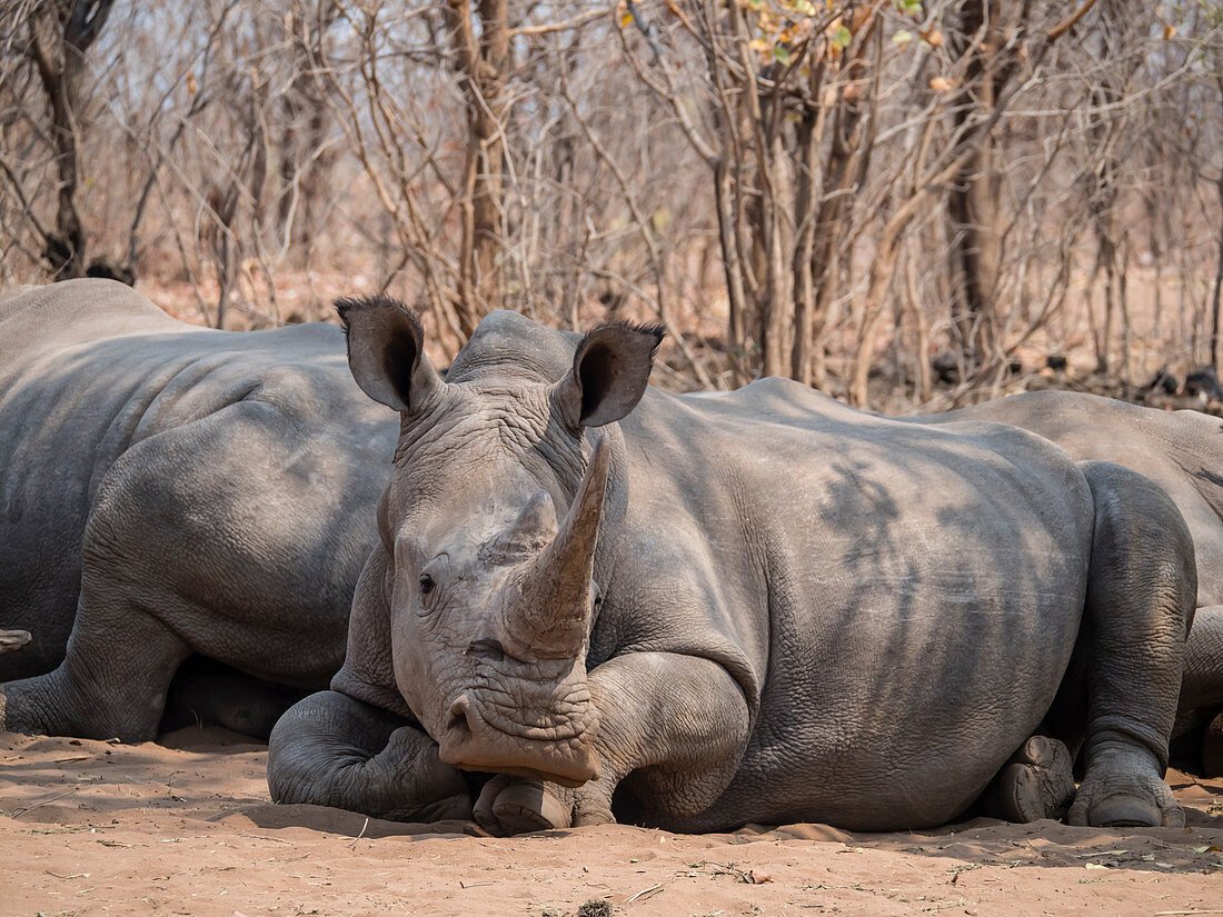 Adult southern white rhinoceros (Ceratotherium simum simum), guarded in Mosi-oa-Tunya National Park, Zambia, Africa