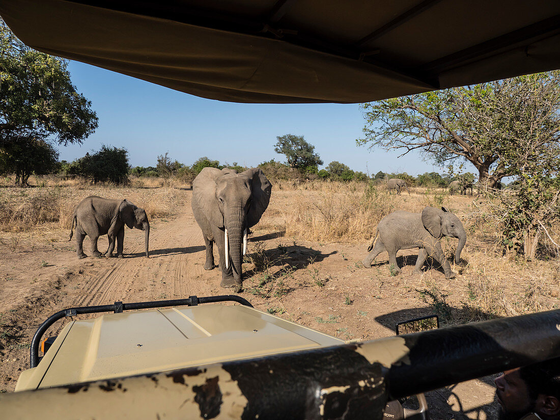Afrikanische Buschelefanten (Loxodonta africana), nahe einem Safari-LKW im South Luangwa National Park, Sambia, Afrika