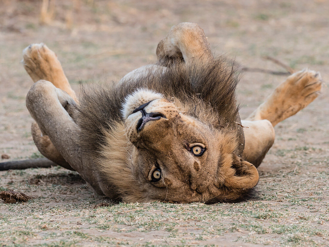 Ein erwachsener männlicher Löwe (Panthera Leo), South Luangwa National Park, Sambia, Afrika