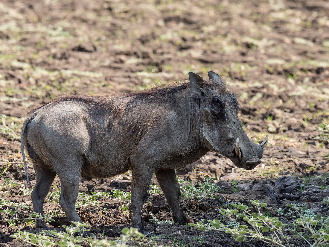 An adult male warthog (Phacochoerus africanus), South Luangwa National Park, Zambia, Africa