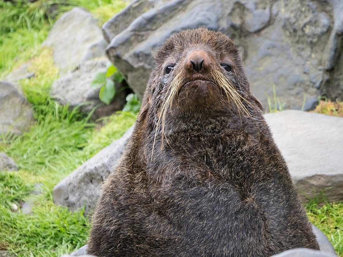 Nordpelzrobbe des erwachsenen Bullen (Callorhinus ursinus) auf St. Paul Island, Pribilof Islands, Alaska, Vereinigte Staaten von Amerika, Nordamerika