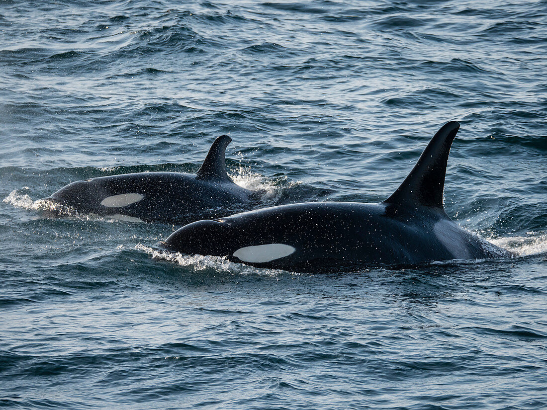 Ein Paar Killerwale (Orcinus orca), die in Kukak Bay, Katmai-Nationalpark, Alaska, Vereinigte Staaten von Amerika, Nordamerika auftauchen