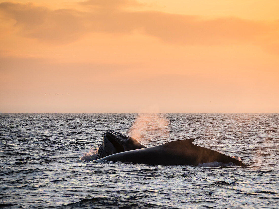 Buckelwale (Megaptera novaeangliae) bei Sonnenuntergang im Monterey Bay National Marine Sanctuary, Kalifornien, Vereinigte Staaten von Amerika, Nordamerika