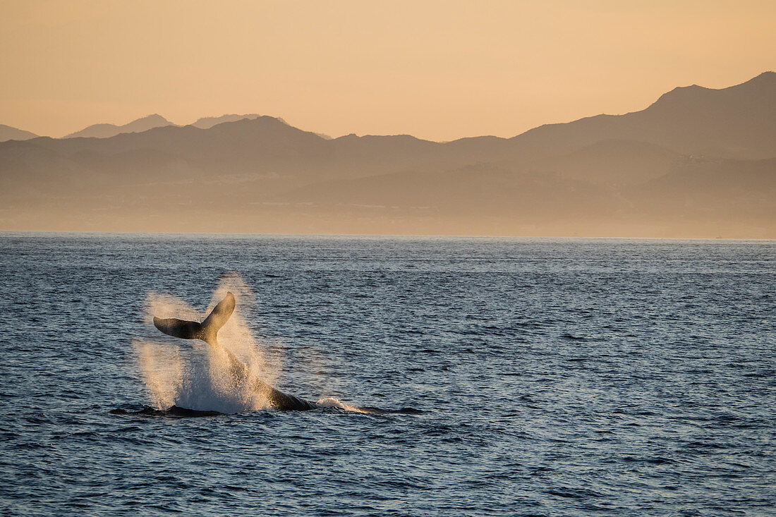 Adult humpback whale (Megaptera novaeangliae), tail-lobbing at Los Cabos, Baja California Sur, Mexico, North America