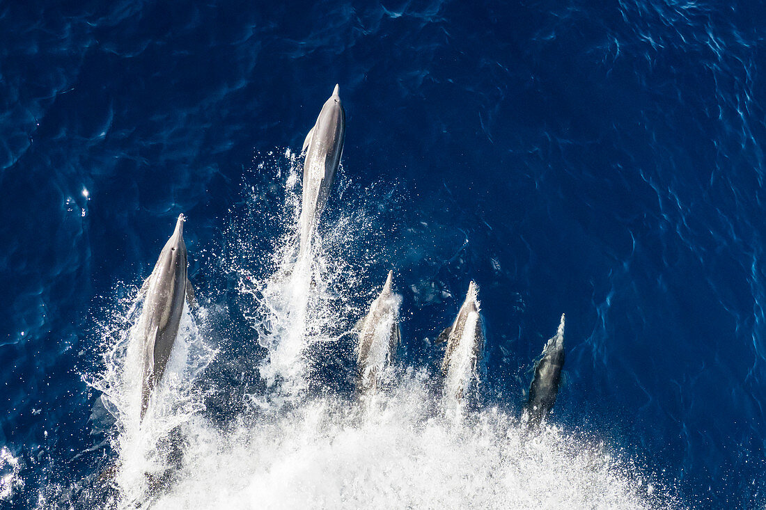 Langschnabelige Delfine (Delphinus capensis), Bogenreiten vor Magdalena Island, Baja California Sur, Mexiko, Nordamerika