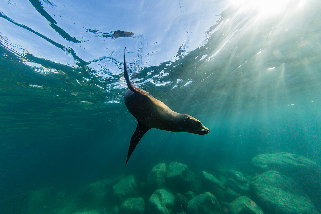 Verspielter kalifornischer Seelöwe (Zalophus californianus), unter Wasser bei Los Islotes, Baja California Sur, Mexiko, Nordamerika