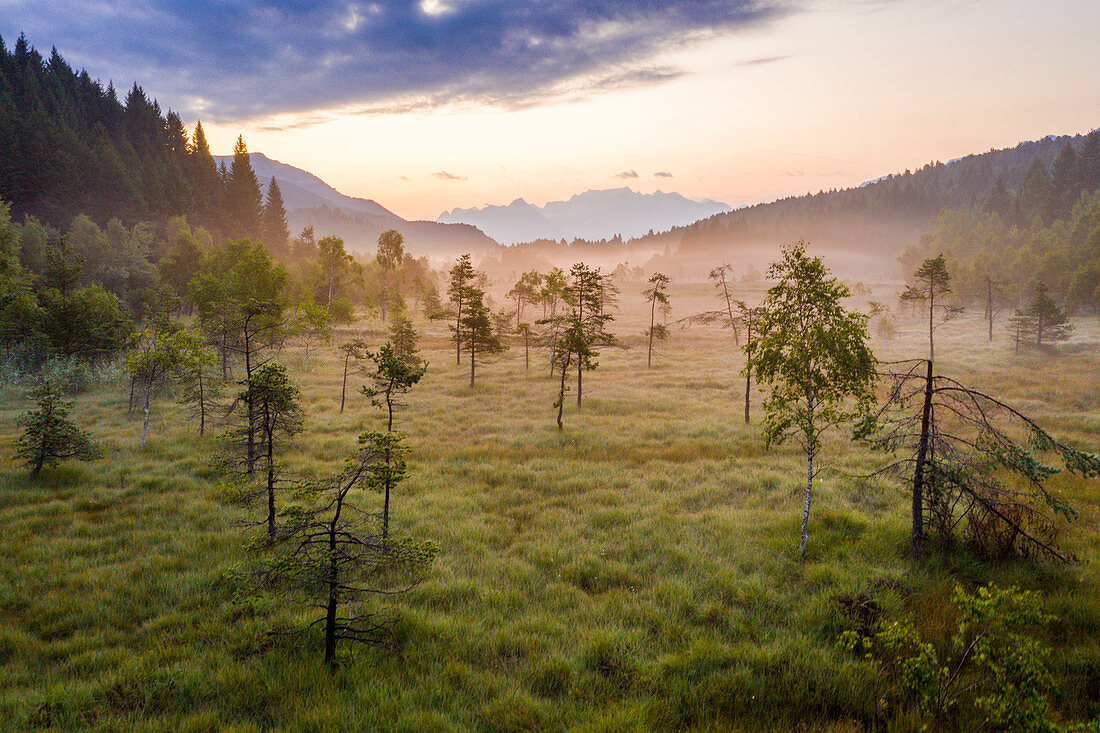 Einsame Bäume in der nebligen Landschaft des Naturschutzgebiets Pian di Gembro, Luftbild, Aprica, Sondrio, Valtellina, Lombardei, Italien, Europa