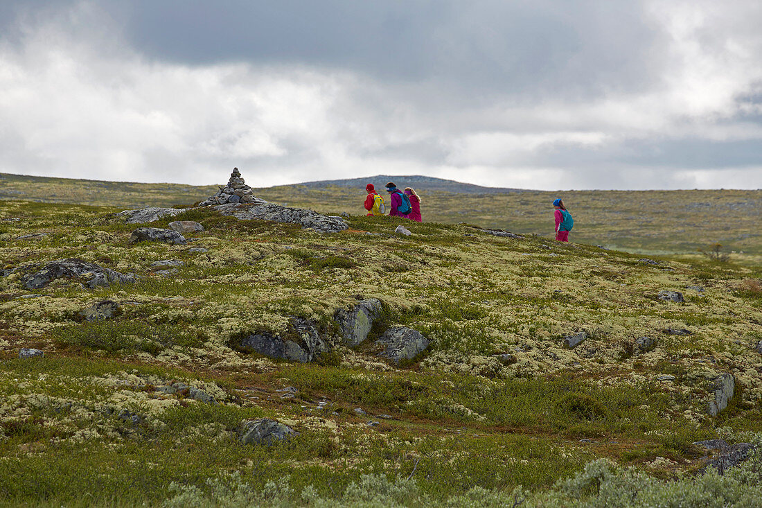 Hikers on Ringebufjellet, Rondanevegen, Oppland, Norway, Europe