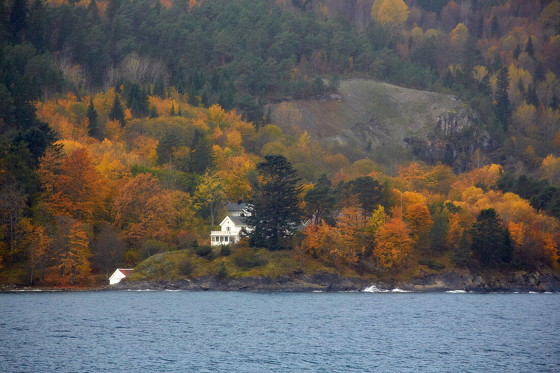 Herbst bei Trondheim, Trondheimsfjorden, Provinz Soer-Troendelag, Troendelag, Norwegen, Europa