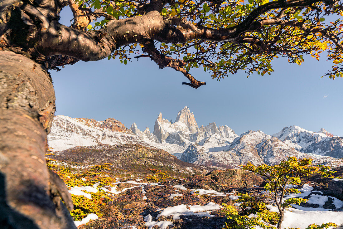 Fitz Roy Range Peaks mit Baum in herbstlicher Landschaft, El Chalten, Los Glaciares National Park, UNESCO-Weltkulturerbe, Provinz Santa Cruz, Argentinien, Südamerika