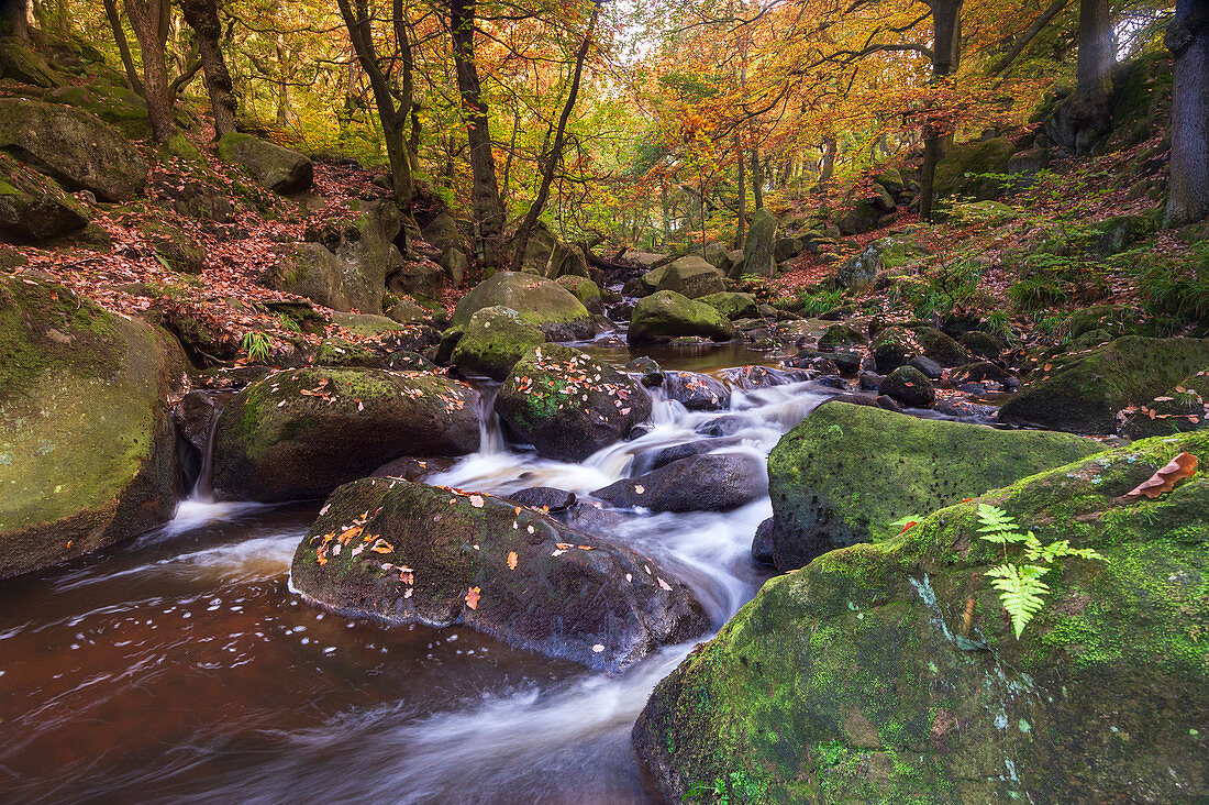 Fließende Fluss- und Herbstfarben an der Padley-Schlucht, Peak District National Park, Derbyshire, England, Vereinigtes Königreich, Europa