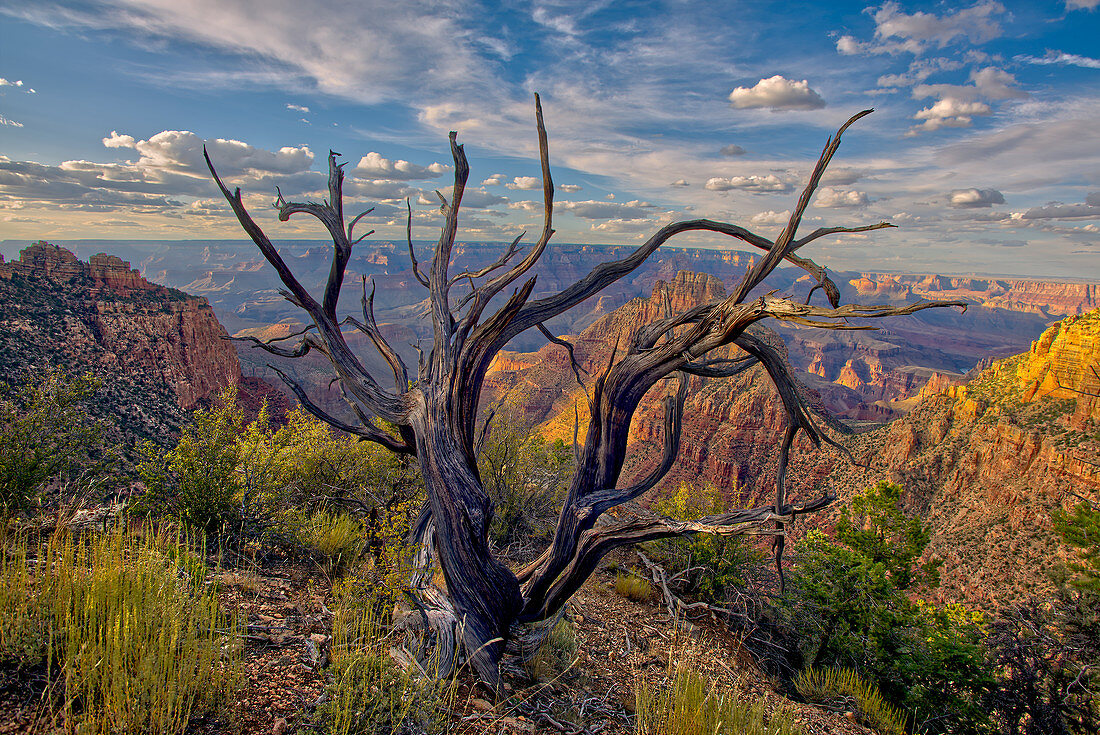 Grand Canyon Blick vom Osthang des Buggeln Hill am Südrand, Grand Canyon National Park, UNESCO-Weltkulturerbe, Arizona, Vereinigte Staaten von Amerika, Nordamerika