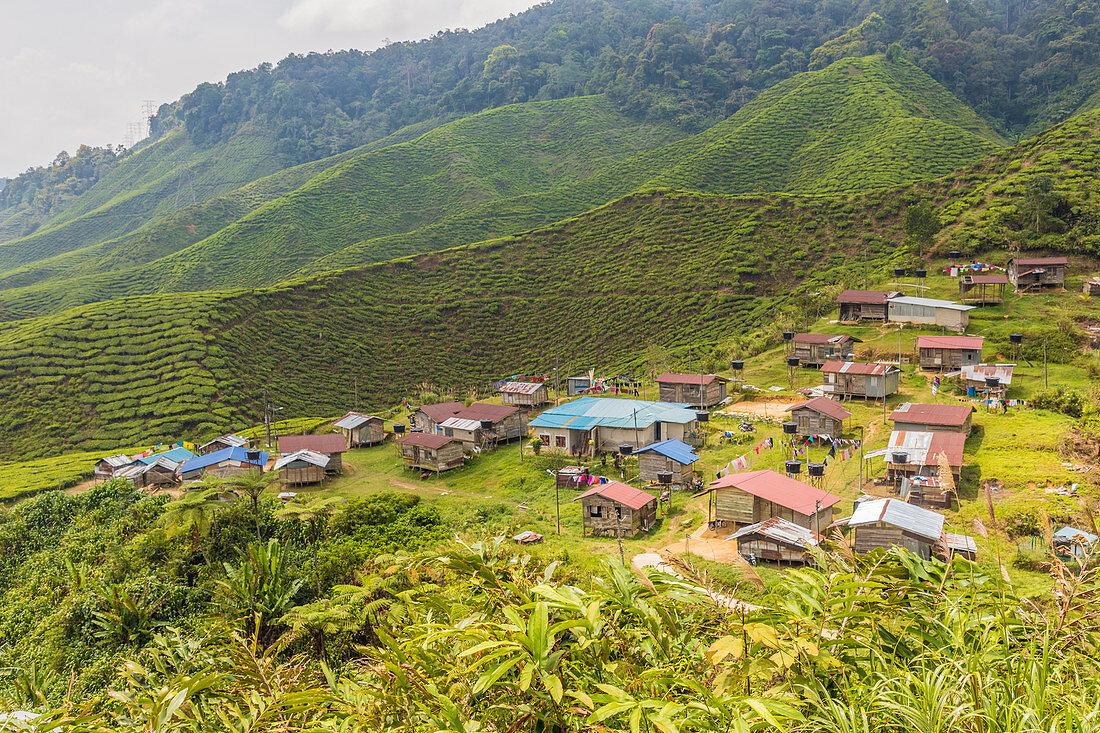 Ein lokales Dorf unter Teeplantagen in Cameron Highlands, Pahang, Malaysia, Südostasien, Asien