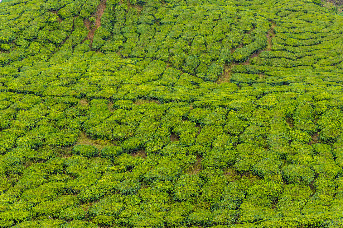 Eine Teeplantage in Cameron Highlands, Pahang, Malaysia, Südostasien, Asien