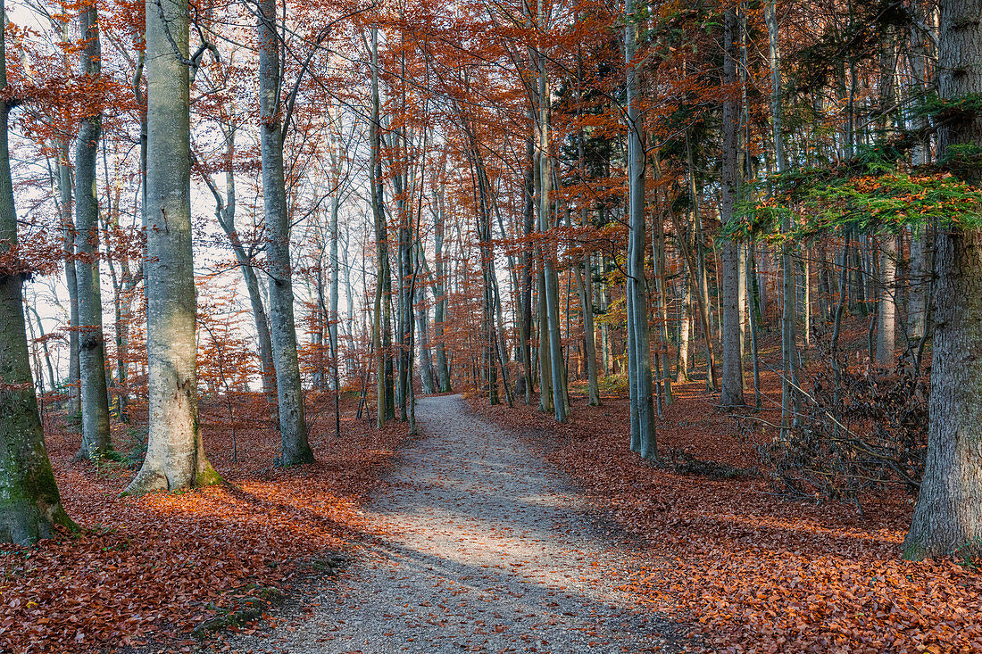 Herbstlicher Waldpark am Konig Ludwig Denkmal, entlang des König-Ludwig-Weges, Starnberger See, Berg, Bayern, Deutschland
