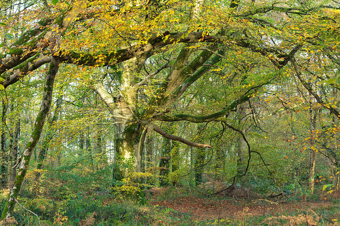 Bunter Herbstwald bei Saint Saveur le Vicomte auf der Cotentin Halbinsel, Normandie, Frankeich