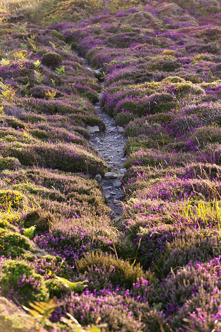 Ein Pfad führt druch die blühende Heidelandschaft auf dem Hochplateau des Cap Frehel, Bretagne, Frankreich